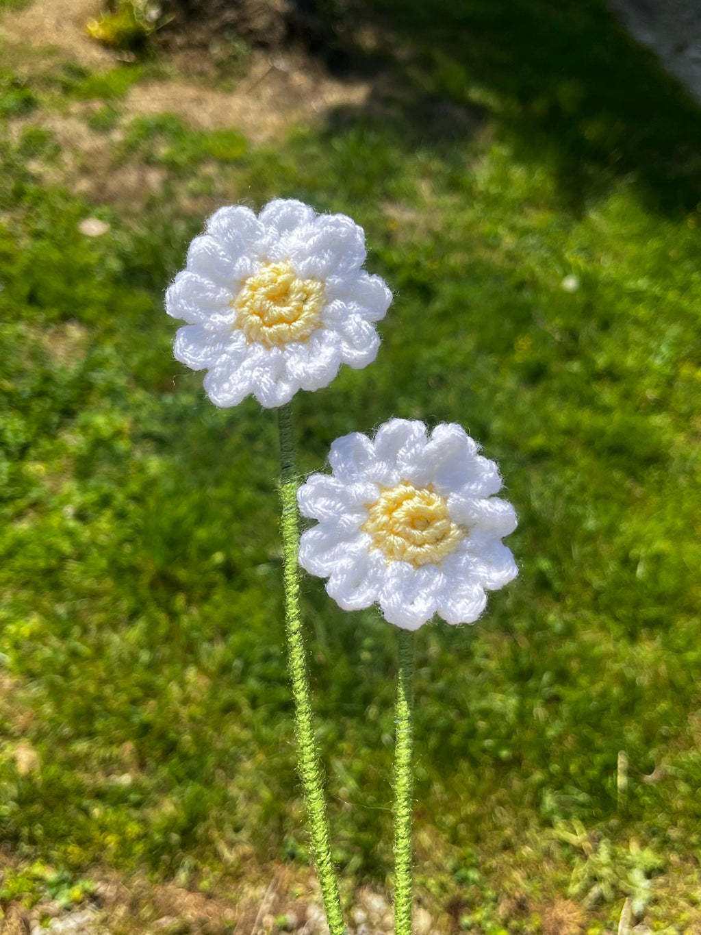 Dazzling Daisy