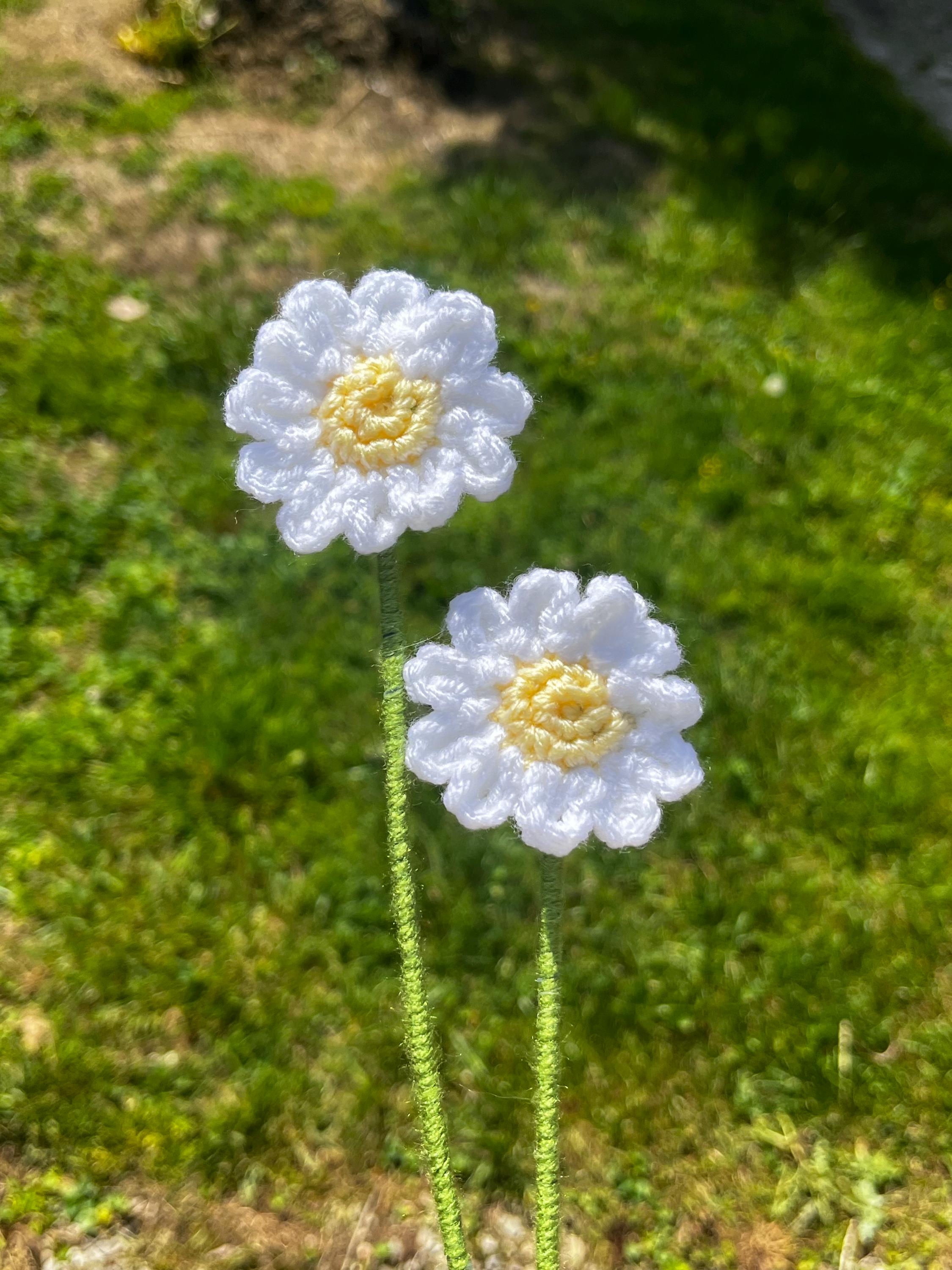 Dazzling Daisy
