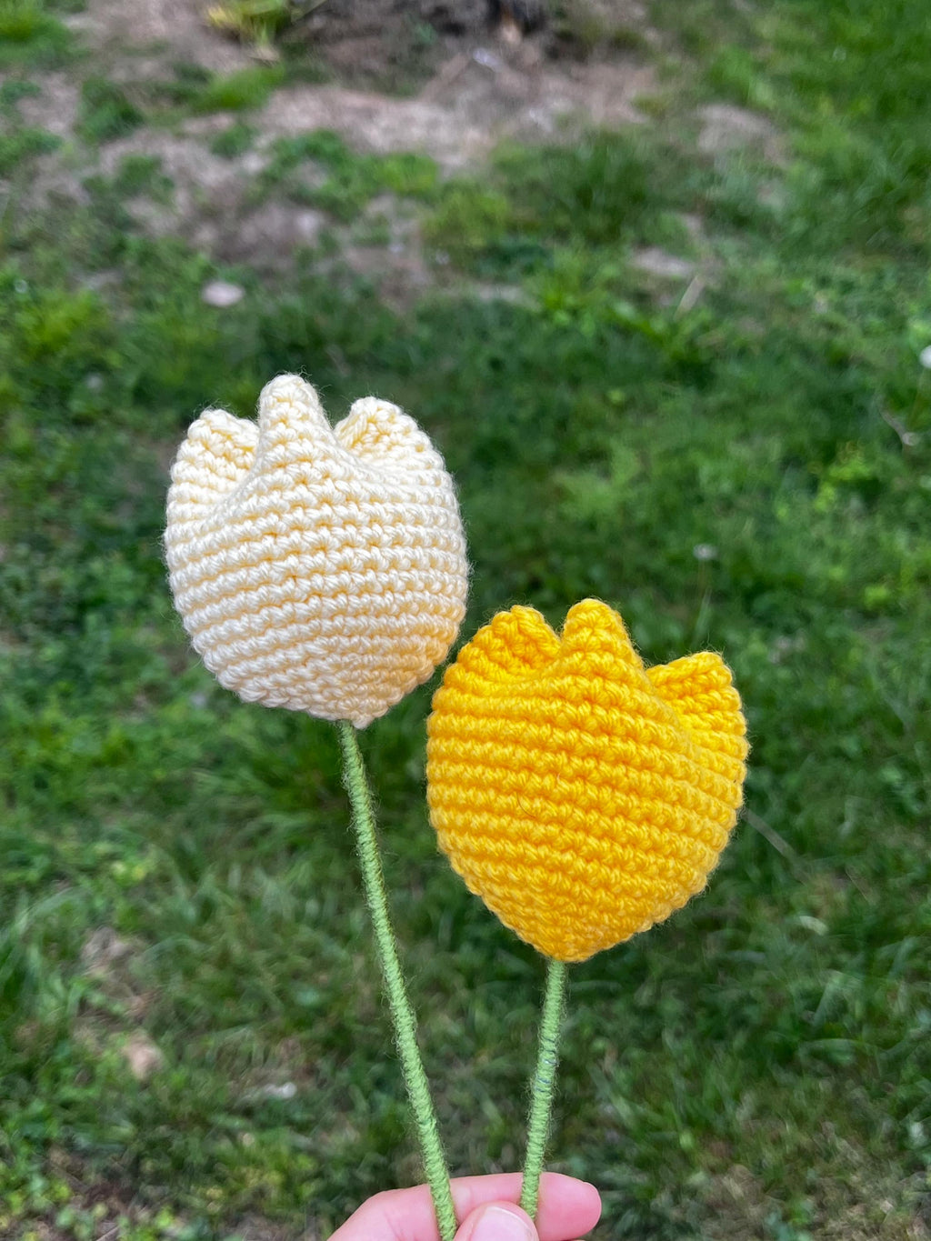 Tender Tulip