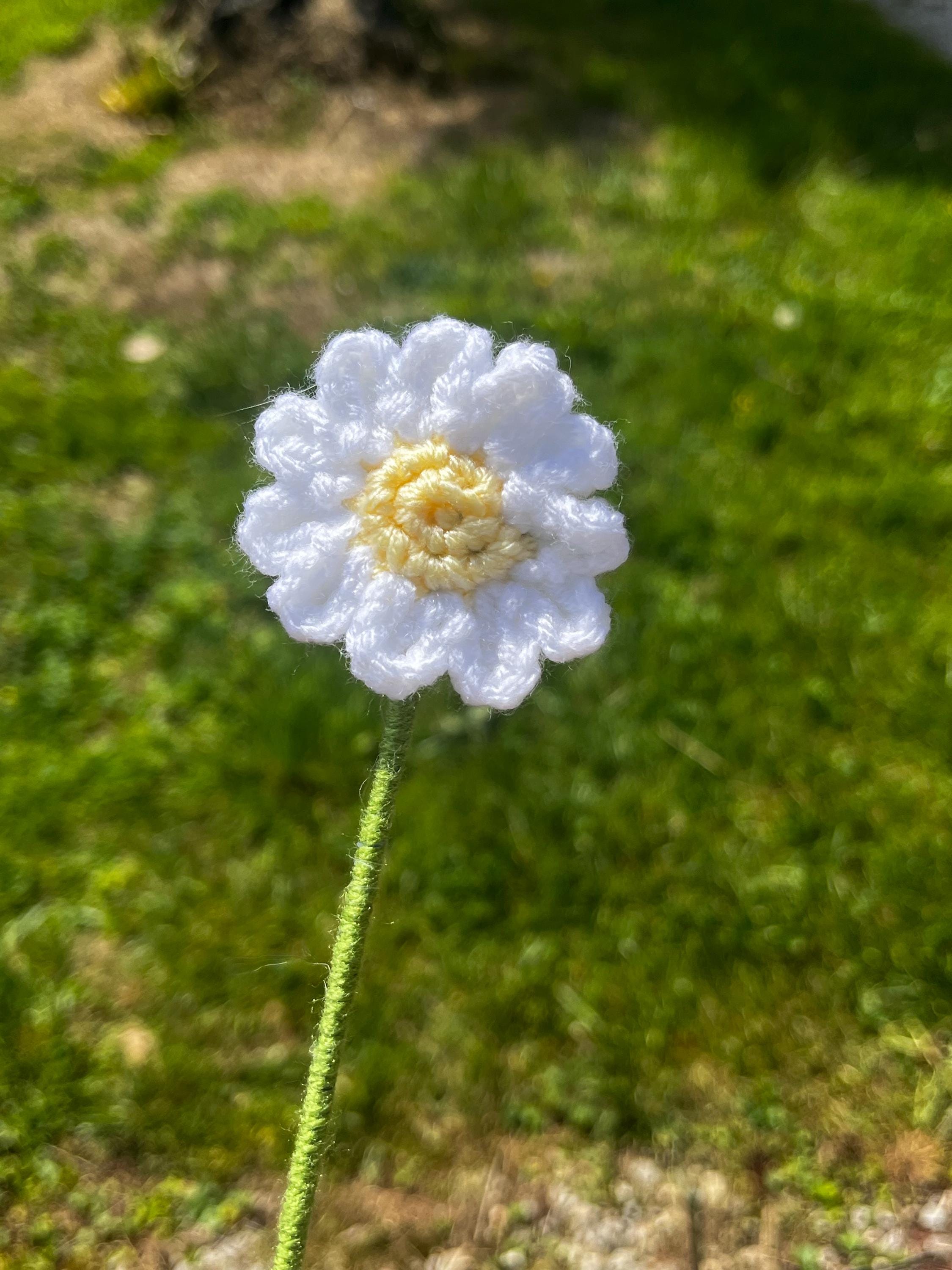 Dazzling Daisy