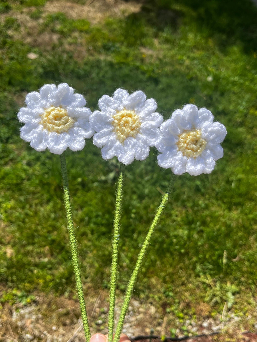 Dazzling Daisy