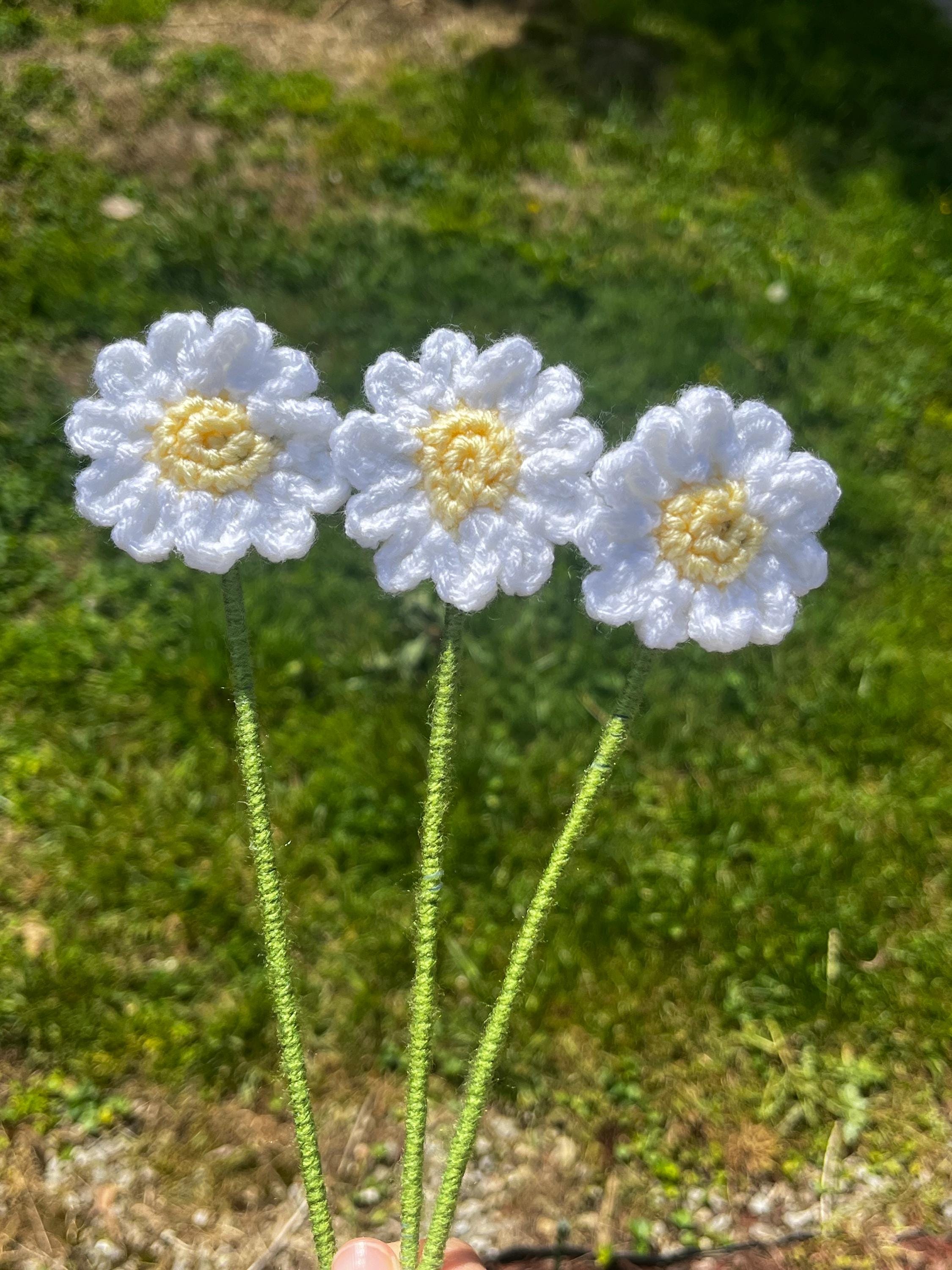 Dazzling Daisy